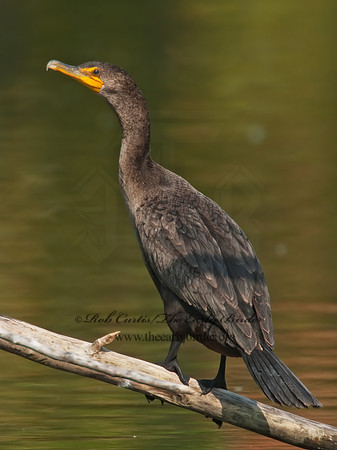 Annopterum auritum  DOUBLE-CRESTED CORMORANT 3009993z