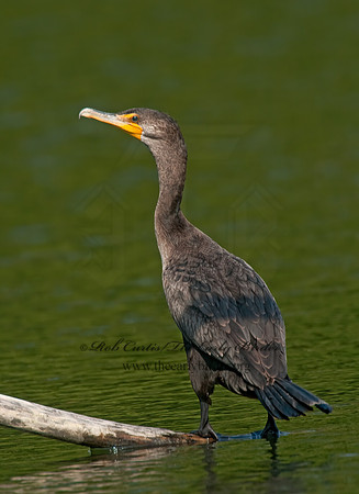 Annopterum auritum  DOUBLE-CRESTED CORMORANT 3009998z