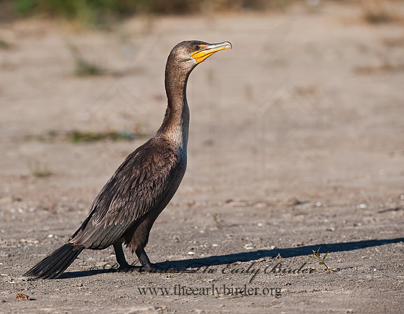 Annopterum auritum  DOUBLE-CRESTED CORMORANT 8024004z