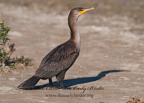 Annopterum auritum  DOUBLE-CRESTED CORMORANT 8024024z