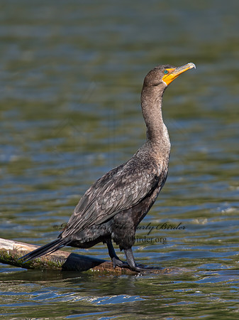 Annopterum auritum  DOUBLE-CRESTED CORMORANT 9004837z
