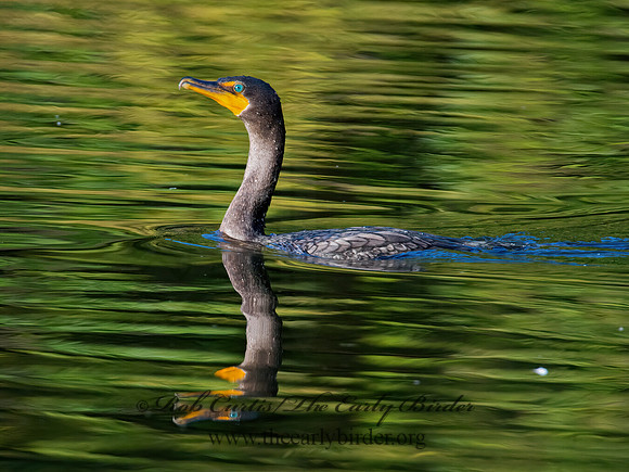 Annopterum auritum  DOUBLE-CRESTED CORMORANT 9005524z