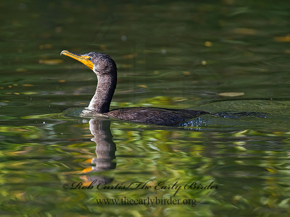 Annopterum auritum  DOUBLE-CRESTED CORMORANT 9006064z
