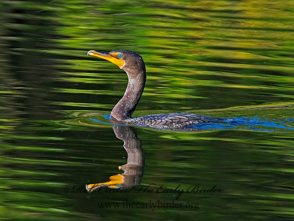 Annopterum auritum  DOUBLE-CRESTED CORMORANT 9005525z