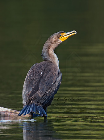 Annopterum auritum  DOUBLE-CRESTED CORMORANT 9006068z