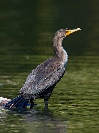 Annopterum auritum  DOUBLE-CRESTED CORMORANT 9006072z