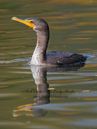 Annopterum auritum  DOUBLE-CRESTED CORMORANT 9006316z