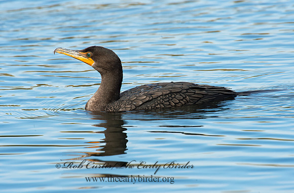 Annopterum auritum  DOUBLE-CRESTED CORMORANT 9006451z