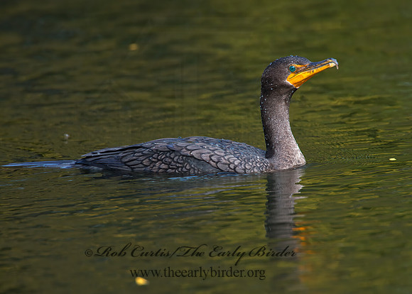 Annopterum auritum  DOUBLE-CRESTED CORMORANT 9006453z