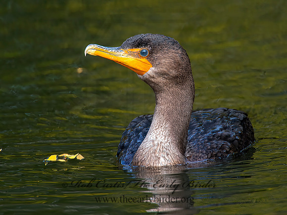 Annopterum auritum  DOUBLE-CRESTED CORMORANT 9006457z