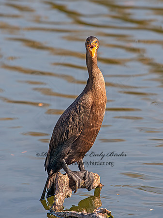 Annopterum auritum  DOUBLE-CRESTED CORMORANT 9025805z