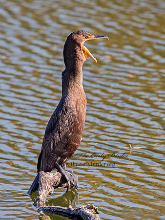 Annopterum auritum  DOUBLE-CRESTED CORMORANT 9025799z