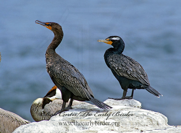 Annopterum auritum  DOUBLE-CRESTED CORMORANT 107422z