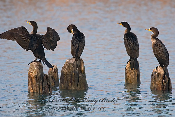Annopterum auritum  DOUBLE-CRESTED CORMORANT 6019300z