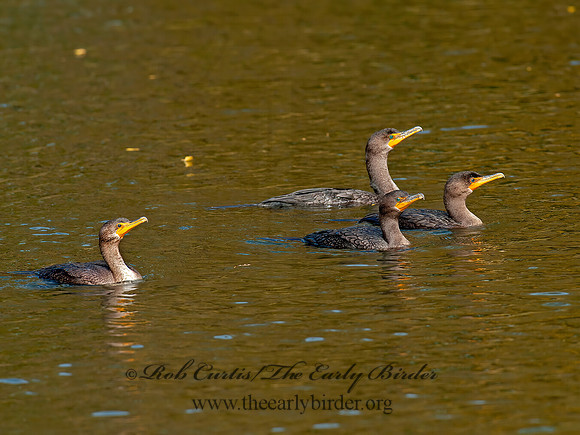 Annopterum auritum  DOUBLE-CRESTED CORMORANT 8029560z