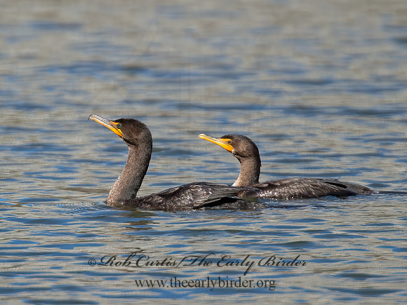 Annopterum auritum  DOUBLE-CRESTED CORMORANT 9004850z