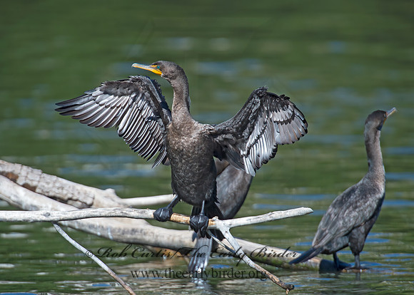 Annopterum auritum  DOUBLE-CRESTED CORMORANT 9004843z