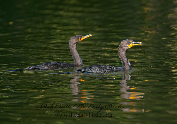 Annopterum auritum  DOUBLE-CRESTED CORMORANT 9005812z