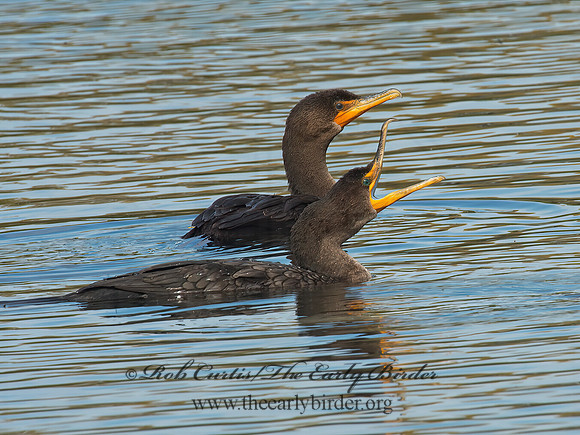 Annopterum auritum  DOUBLE-CRESTED CORMORANT 9006449z