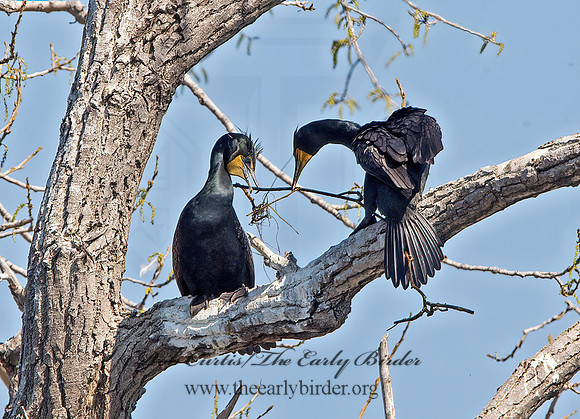 Annopterum auritum  DOUBLE-CRESTED CORMORANT 9028513z