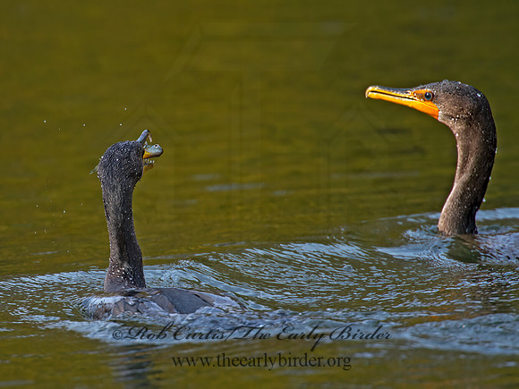 Annopterum auritum  DOUBLE-CRESTED CORMORANT 9006529z