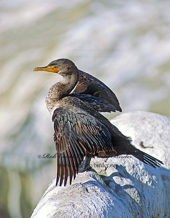 Annopterum auritum  DOUBLE-CRESTED CORMORANT 123405z