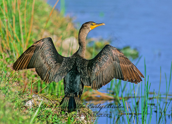 Annopterum auritum  DOUBLE-CRESTED CORMORANT 258205z