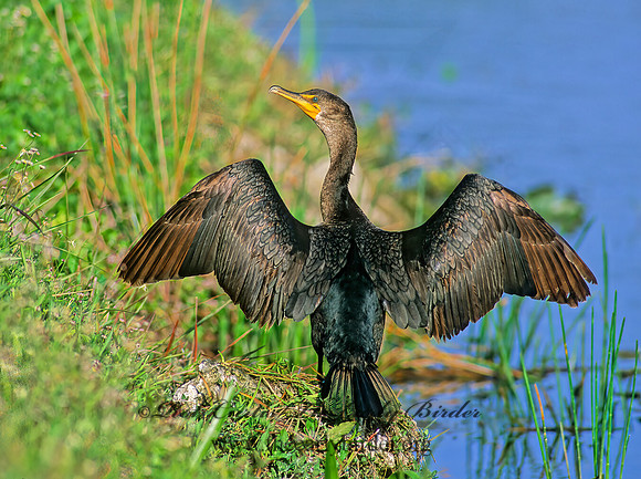 Annopterum auritum  DOUBLE-CRESTED CORMORANT 258206z