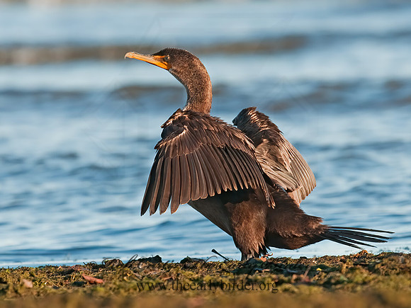 Annopterum auritum  DOUBLE-CRESTED CORMORANT 3004316z