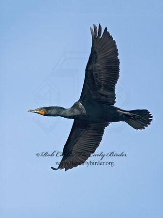 Annopterum auritum  DOUBLE-CRESTED CORMORANT 6002475z