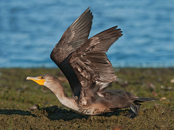 Annopterum auritum  DOUBLE-CRESTED CORMORANT 3004345z
