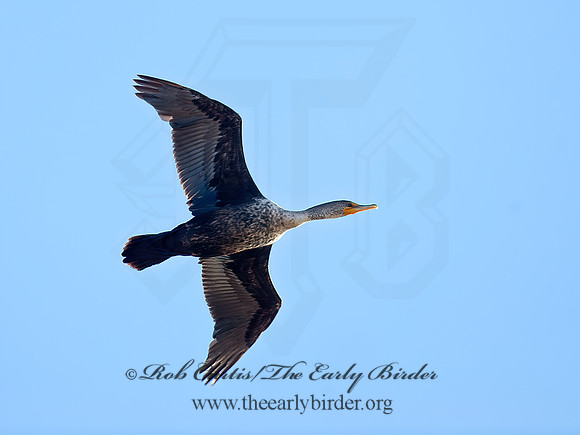 Annopterum auritum  DOUBLE-CRESTED CORMORANT 8002750z