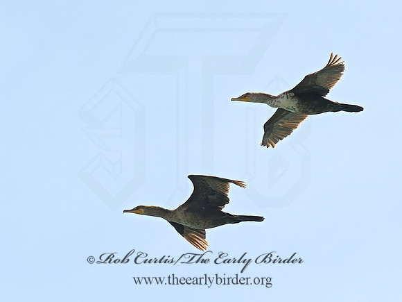 Annopterum auritum  DOUBLE-CRESTED CORMORANT 8003806z