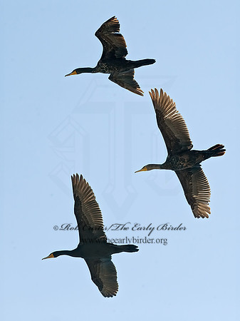 Annopterum auritum  DOUBLE-CRESTED CORMORANT 8014022z