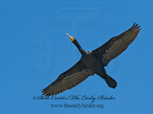 Annopterum auritum  DOUBLE-CRESTED CORMORANT 8014016z