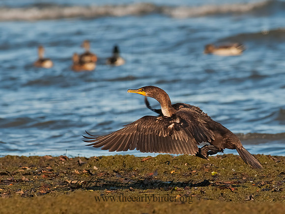 Annopterum auritum  DOUBLE-CRESTED CORMORANT 8023997z