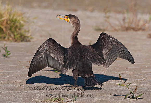 Annopterum auritum  DOUBLE-CRESTED CORMORANT 8024011z