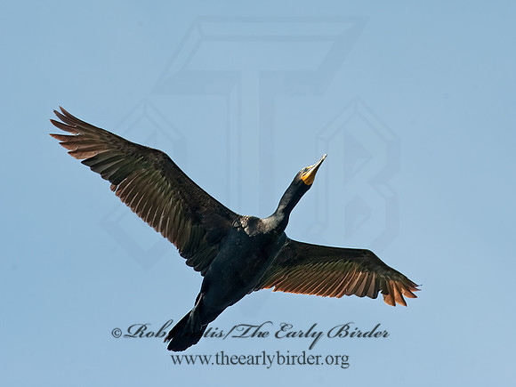 Annopterum auritum  DOUBLE-CRESTED CORMORANT 8025755z