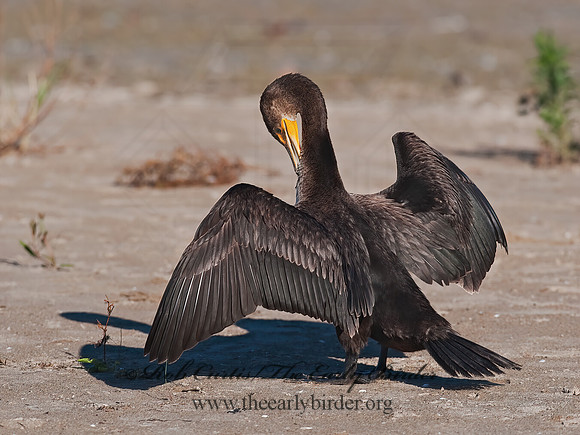 Annopterum auritum  DOUBLE-CRESTED CORMORANT 8024018z