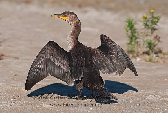 Annopterum auritum  DOUBLE-CRESTED CORMORANT 8024019z