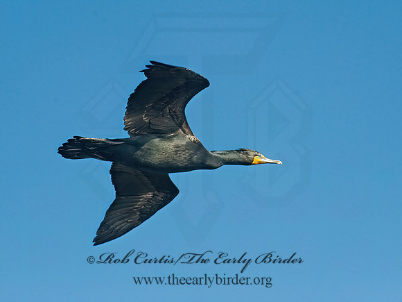 Annopterum auritum  DOUBLE-CRESTED CORMORANT 8028154z