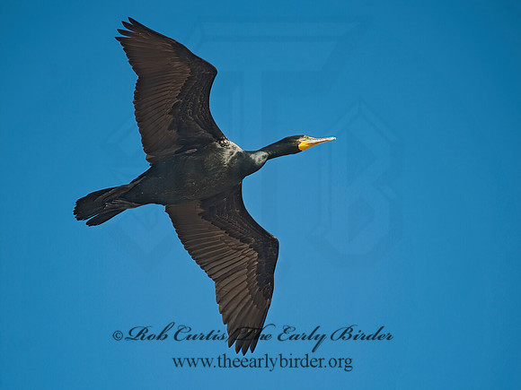 Annopterum auritum  DOUBLE-CRESTED CORMORANT 8028178z