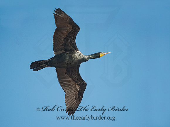 Annopterum auritum  DOUBLE-CRESTED CORMORANT 8028179z