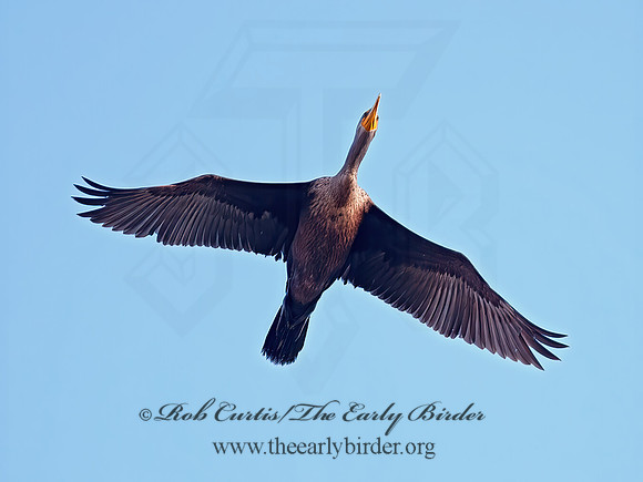 Annopterum auritum  DOUBLE-CRESTED CORMORANT 8029306z