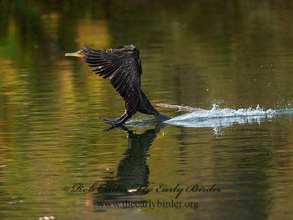 Annopterum auritum  DOUBLE-CRESTED CORMORANT 8029553z