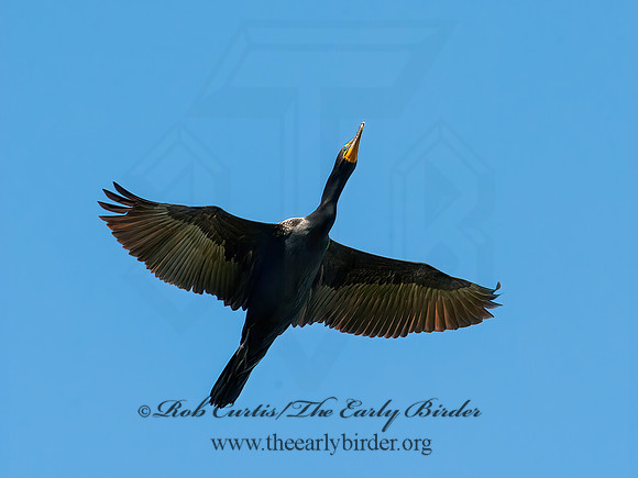Annopterum auritum  DOUBLE-CRESTED CORMORANT 8031121z