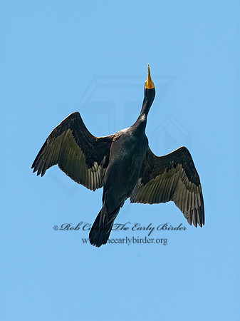 Annopterum auritum  DOUBLE-CRESTED CORMORANT 8031124z