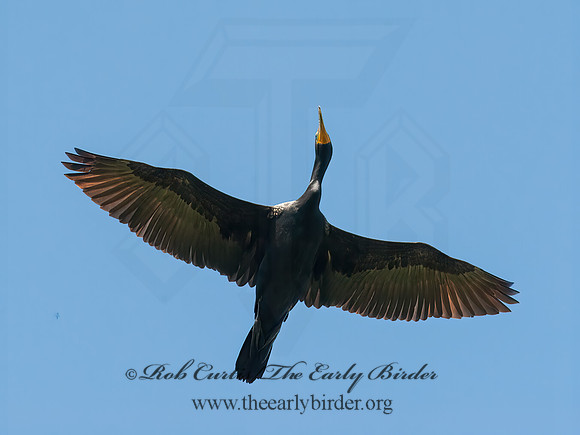 Annopterum auritum  DOUBLE-CRESTED CORMORANT 8031125z