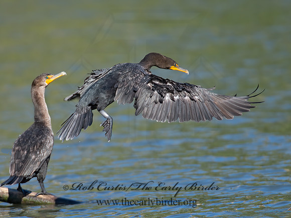 Annopterum auritum  DOUBLE-CRESTED CORMORANT 9004832z