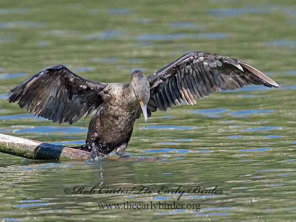 Annopterum auritum  DOUBLE-CRESTED CORMORANT 9004840z